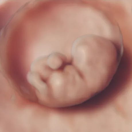 8-Weeks Embryo