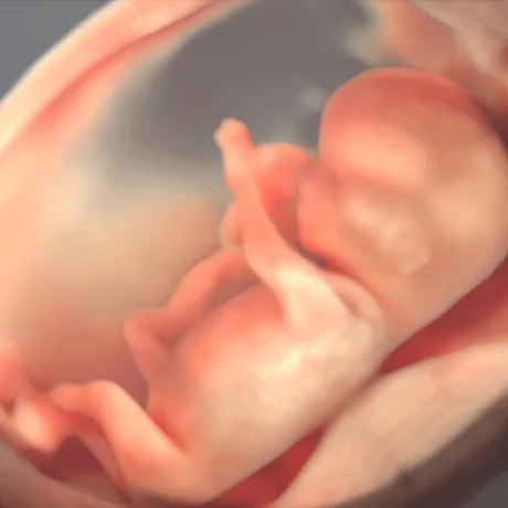 12-Weeks Embryo
